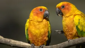 Colorful Abstract Background Wallpaper