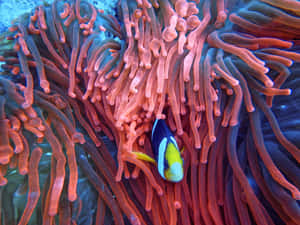 Colorful_ Anemone_and_ Clownfish_ Underwater Wallpaper