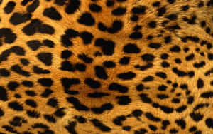 Colorful Animal Print Wallpaper