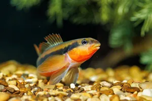 Colorful Aquarium Fish Swimming Wallpaper