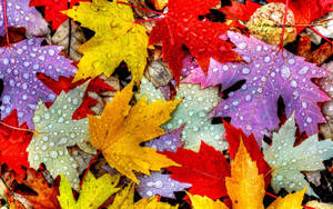 Colorful Autumn Leaf Wallpaper