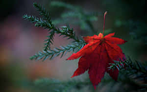 Colorful Autumn Leaves On The Forest Floor Wallpaper