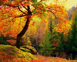 Colorful Autumn Trees Wallpaper