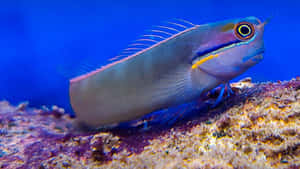 Colorful Blenny Fish Aquarium Wallpaper