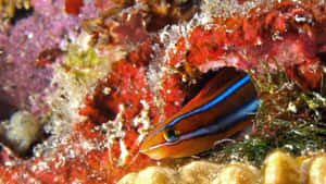 Colorful Blennyin Coral Reef Wallpaper