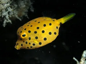 Colorful Boxfish Under The Sea Wallpaper