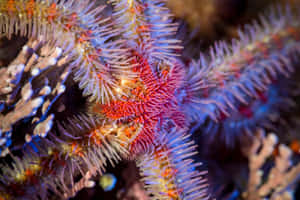 Colorful Brittle Star Amidst Coral Wallpaper