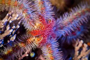 Colorful Brittle Star Amidst Coral Wallpaper