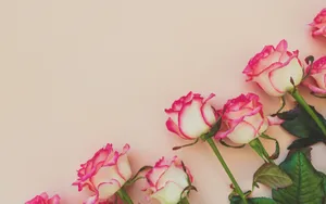 Colorful Bubbbles Wallpaper