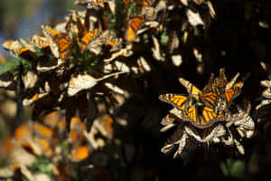 Colorful Butterflies On Journey Of Migration Wallpaper