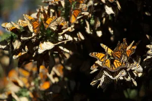 Colorful Butterflies On Journey Of Migration Wallpaper