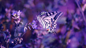 Colorful Butterflies Take Flight On A Laptop Wallpaper