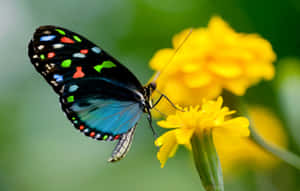 Colorful Butterfly Sitting On A Flower Petal Wallpaper