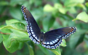 Colorful Butterfly Wings Against White Background. Wallpaper