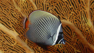 Colorful Butterflyfish Coral Reef Backdrop Wallpaper