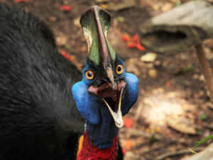 Colorful Cassowary Close Up Wallpaper