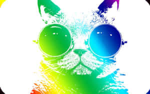 Colorful Catwith Sunglasses Wallpaper