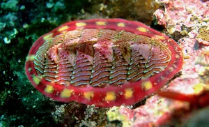 Colorful Chiton Underwater Wallpaper