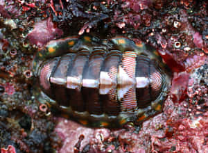 Colorful Chitonon Rocky Shore Wallpaper