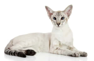 Colorful Colorpoint Shorthair Cat Sitting Elegantly Wallpaper