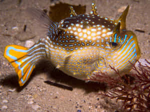 Colorful Cowfish Underwater Wallpaper