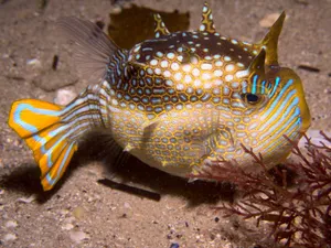 Colorful Cowfish Underwater Wallpaper
