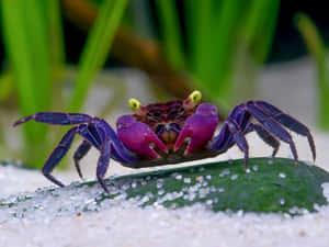 Colorful Crabon Sand Wallpaper