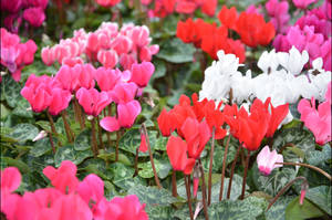 Colorful Cyclamen Bowles Apollo Wallpaper