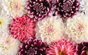 Colorful Dahlia Collection Wallpaper