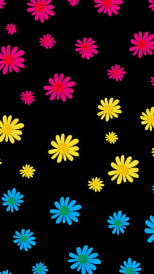 Colorful Daisieson Black Background Wallpaper