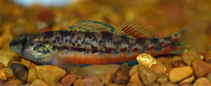 Colorful Darter Fish On Pebbles.jpg Wallpaper