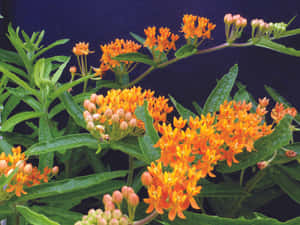 Colorful Delight: Butterfly Weed In Full Bloom Wallpaper