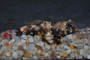 Colorful Dragonet Fishon Gravel Wallpaper