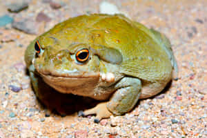 Colorful Eyed Toadon Ground.jpg Wallpaper