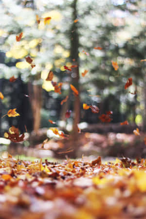 Colorful Fallen Leaves On A Forest Path Wallpaper