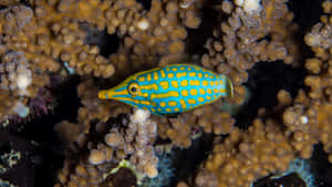 Colorful Filefish Amidst Coral Reef Wallpaper