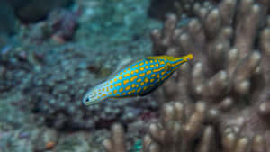 Colorful Filefish Swimming Near Coral Reef Wallpaper