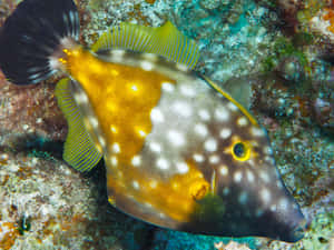 Colorful_ Filefish_ Underwater Wallpaper