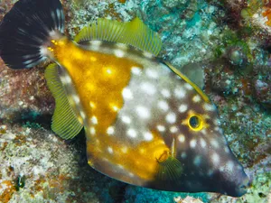Colorful_ Filefish_ Underwater Wallpaper