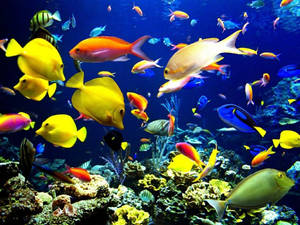 Colorful Fish Ocean Laptop Wallpaper