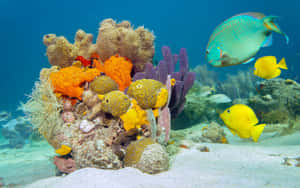 Colorful Fish Swimming Among Seaweed Wallpaper