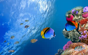 Colorful Fish Swimming Gracefully In An Underwater Paradise Wallpaper