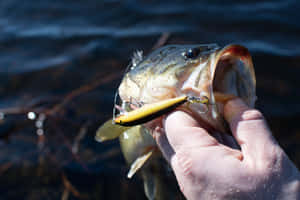 Colorful Fishing Lures On Display Wallpaper