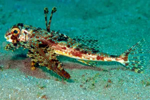 Colorful Flying Gurnard On Seabed.jpg Wallpaper