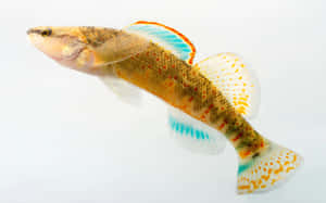 Colorful Freshwater Darter Fish Wallpaper