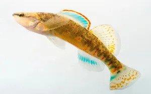 Colorful Freshwater Darter Fish Wallpaper