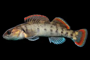 Colorful Freshwater Darter Fish Wallpaper