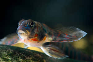 Colorful Freshwater Darter Fish Wallpaper