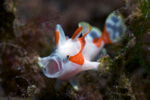 Colorful Frogfish Camouflaged Underwater.jpg Wallpaper