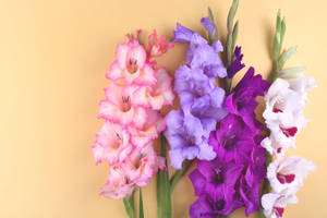 Colorful Gladiolus Flowers Wallpaper
